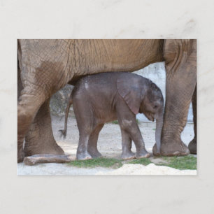 Elefant des Babys, der sich unter der Mutter verst Postkarte