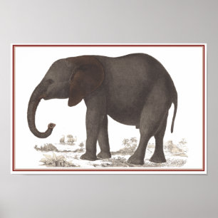 ELEFANT-DRUCK POSTER