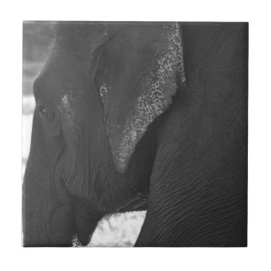 Elefant Fliese
