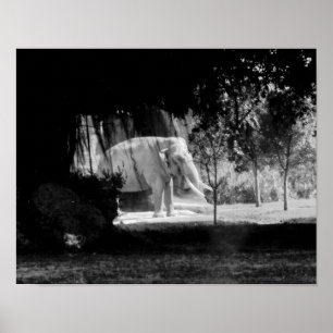 Elefant-Foto-Druck 14" x 11" Poster
