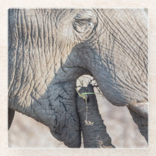 Elefant füttre glasuntersetzer
