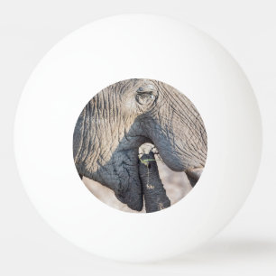 Elefant füttre tischtennisball
