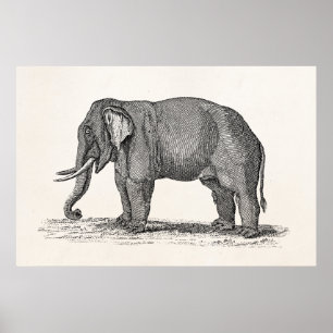 Elefant Illustration aus dem 19. Jahrhundert - Ele Poster