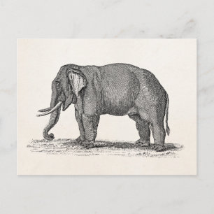 Elefant Illustration aus dem 19. Jahrhundert - Ele Postkarte
