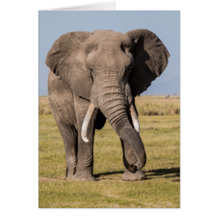 Elefant in aggressiver Pose