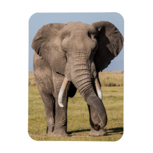 Elefant in aggressiver Pose Magnet