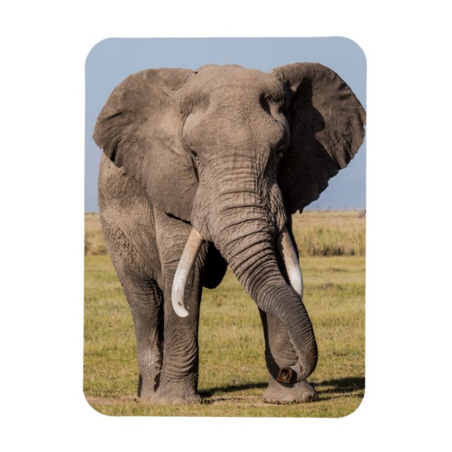 Elefant in aggressiver Pose Magnet (Vertikal)