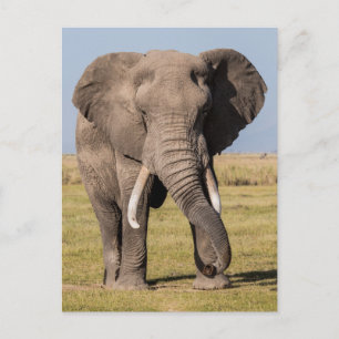 Elefant in aggressiver Pose Postkarte
