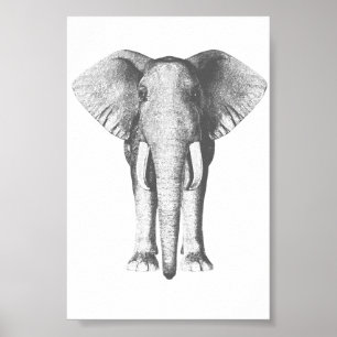 Elefant in Schwarz und Weiß Poster