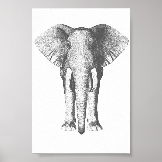 Elefant in Schwarz und Weiß Poster (Vorne)