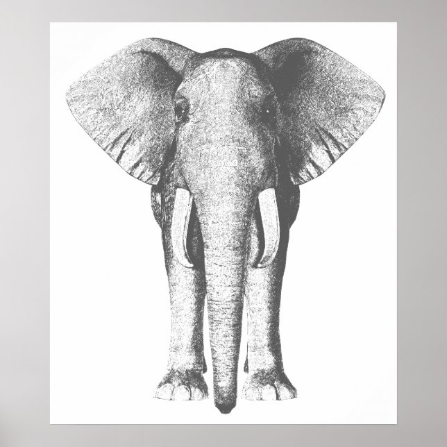 Elefant in Schwarz und Weiß Poster (Vorne)