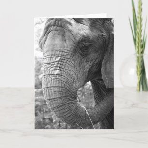 Elefant Karte