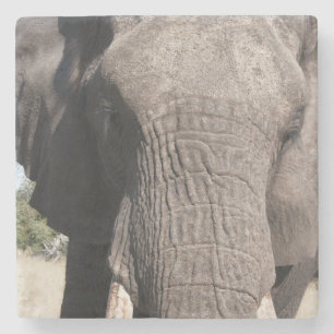 Elefant (Loxodonta africana), Abu Camp 3 Steinuntersetzer