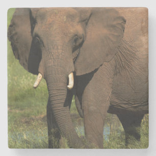 Elefant (Loxodonta Africana), Hwange National Steinuntersetzer