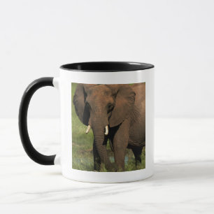 Elefant (Loxodonta Africana), Hwange National Tasse