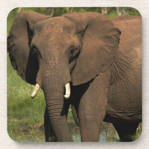 Elefant (Loxodonta Africana), Hwange National Untersetzer