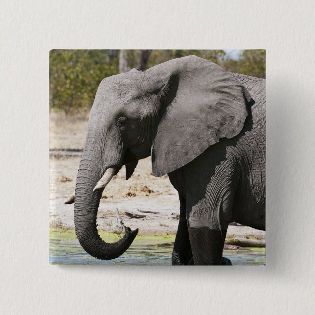 Elefant (Loxodonta africana), Savute Channel Button (Vorderseite)