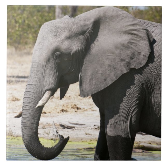 Elefant (Loxodonta africana), Savute Channel Fliese (Vorderseite)
