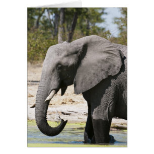 Elefant (Loxodonta africana), Savute-Kanal