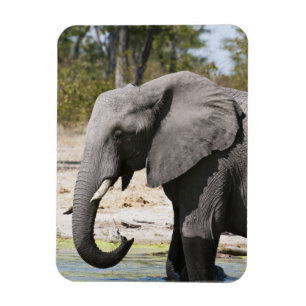 Elefant (Loxodonta africana), Savute-Kanal Magnet