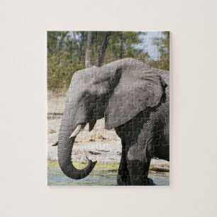 Elefant (Loxodonta africana), Savute-Kanal Puzzle