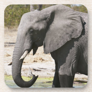 Elefant (Loxodonta africana), Savute-Kanal Untersetzer