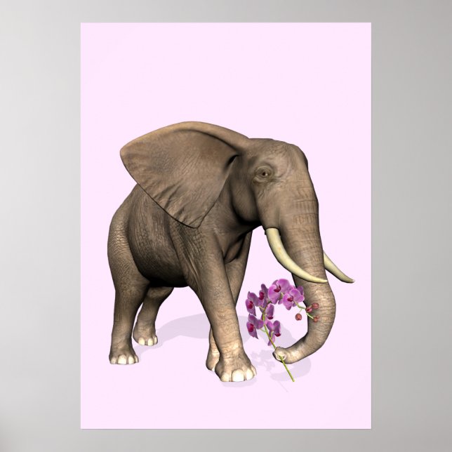 Elefant mit rosa Orchid Poster (Vorne)
