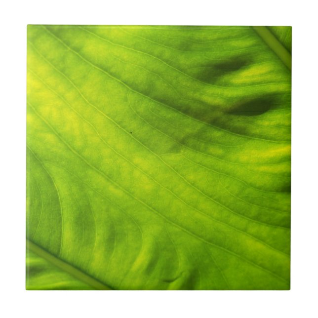 Elefant-Ohr-Wasserbrotwurzel-Keramik-Fliese Fliese (Vorderseite)