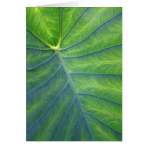 Elefant-Ohren - Colocasia