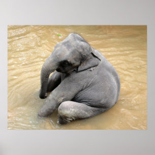 Elefant-Plakate Poster