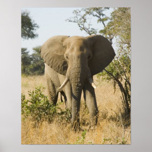 Elefant-Porträt Poster