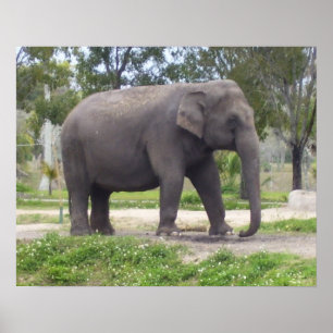 Elefant Poster