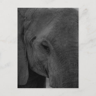Elefant Postkarte