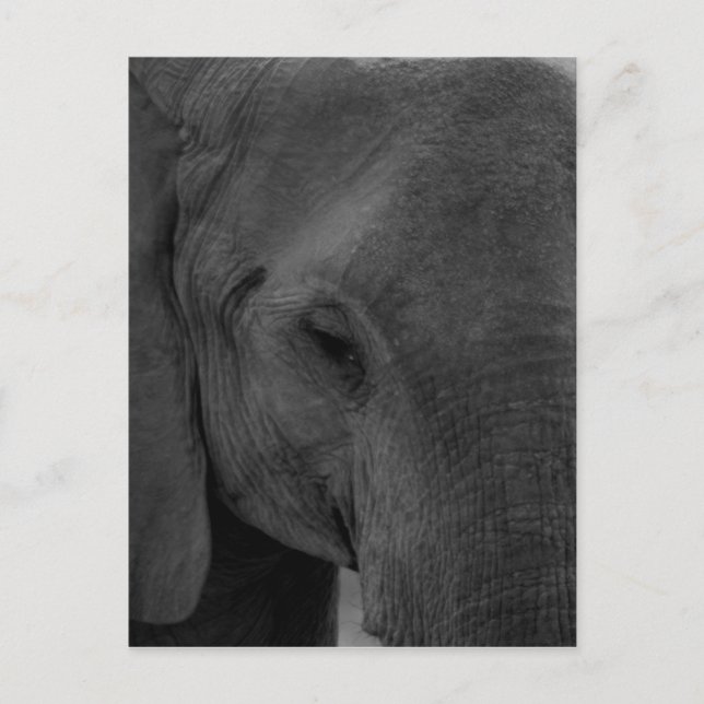 Elefant Postkarte (Vorderseite)
