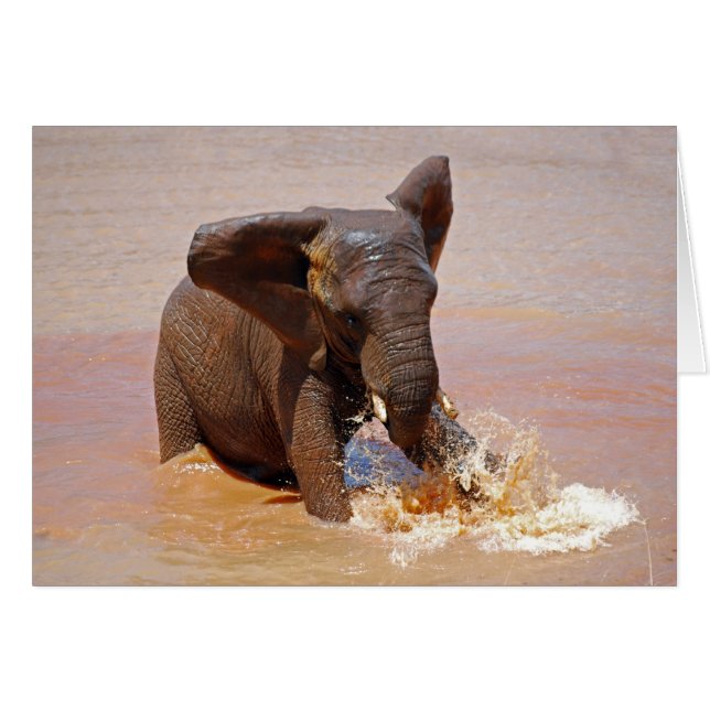 Elefant spielt mit Wasser (Vorderseite (Horizontal))