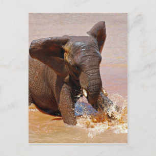 Elefant spielt mit Wasser Postkarte