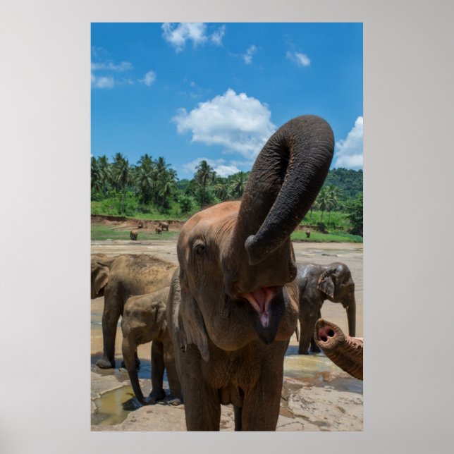 Elefant Sri Lanka Poster (Vorne)