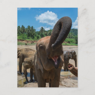 Elefant Sri Lanka Postkarte