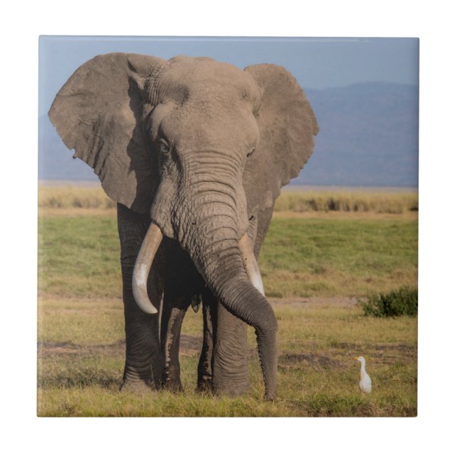 Elefant Suchend Fliese (Vorderseite)