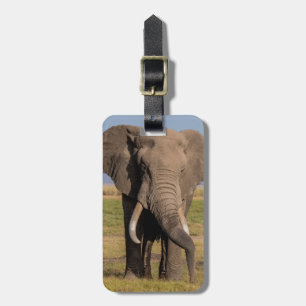 Elefant sucht gepäckanhänger