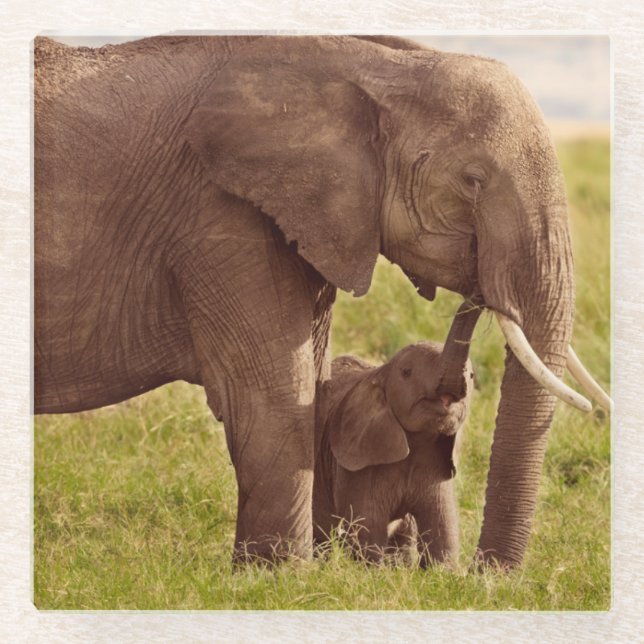 Elefant u. Baby Getty Bild-| Glasuntersetzer (Vorderseite)
