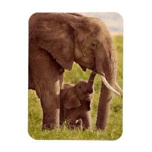 Elefant u. Baby Getty Bild-  Magnet
