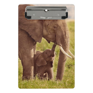 Elefant u. Baby Getty Bild-  Mini Klemmbrett