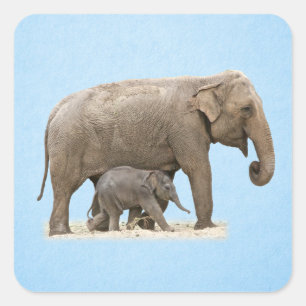 Elefant und Baby Quadratischer Aufkleber