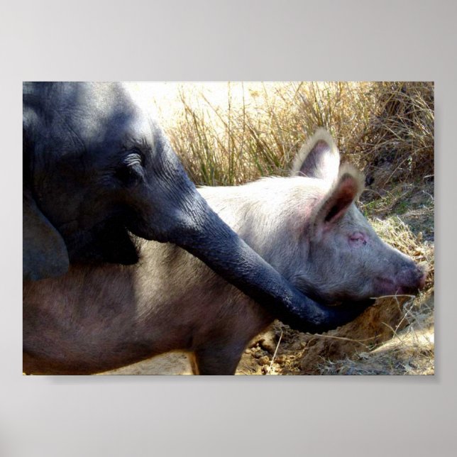Elefant und Schwein in Afrika Poster (Vorne)