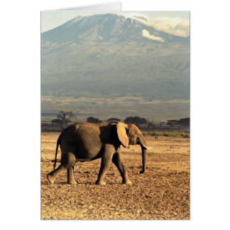 Elefant vor Kilimanjaro