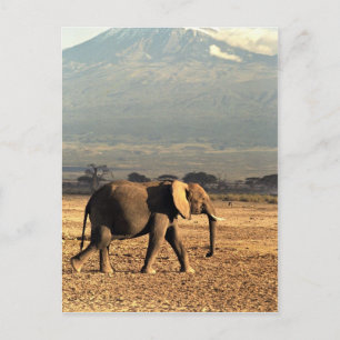 Elefant vor Kilimanjaro Postkarte