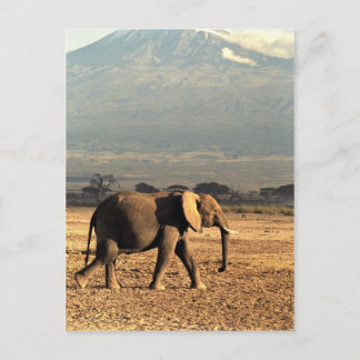 Elefant vor Kilimanjaro Postkarte