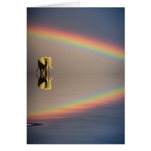 Elefant, Wasser & Regenbogen, Kenia