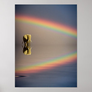 Elefant, Wasser & Regenbogen, Kenia Poster